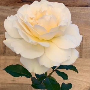 Meet your Posher, Carol